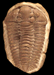 Calymene trilobite